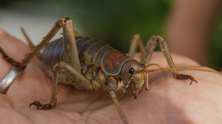 Female Wētāpunga