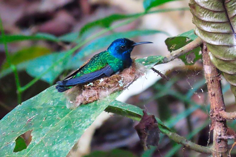 Female White Necked Jacobin With Male Like Plumage on Her Nest Incubating Her Eggs