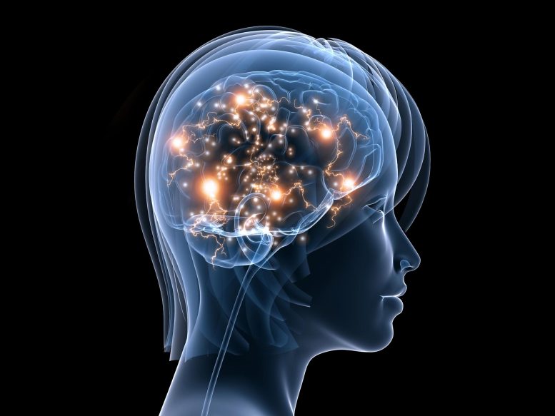 Female Woman Brain Activity