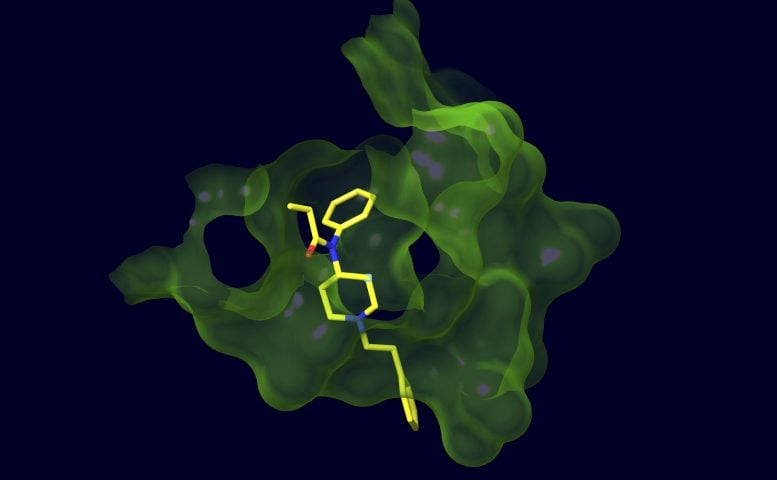 Fentanyl Antibody