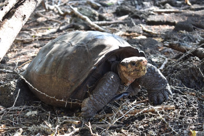 The “Fantastic Giant Tortoise” – Believed To Be Extinct – Has Been Found Alive 2 Fernanda Giant Tortoise Walking