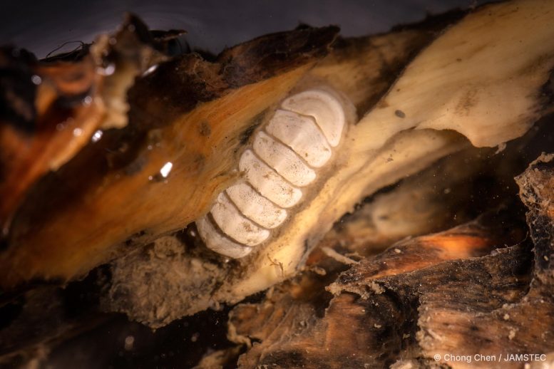 Ferreiraella populi on Woodfall