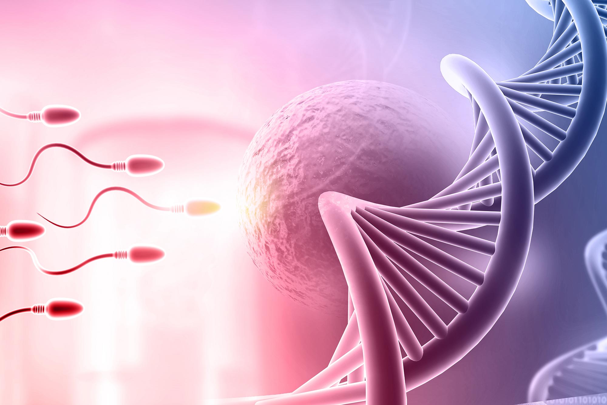 Human sperm rewrites DNA earlier than previously thought