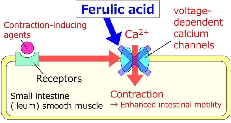 L'acido ferulico sopprime la contrazione della muscolatura liscia ileale