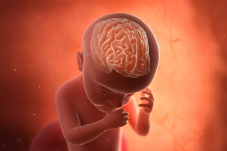 Fetus Brain Development