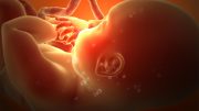 Fetus Third Trimester Pregnancy Human Development Illustration