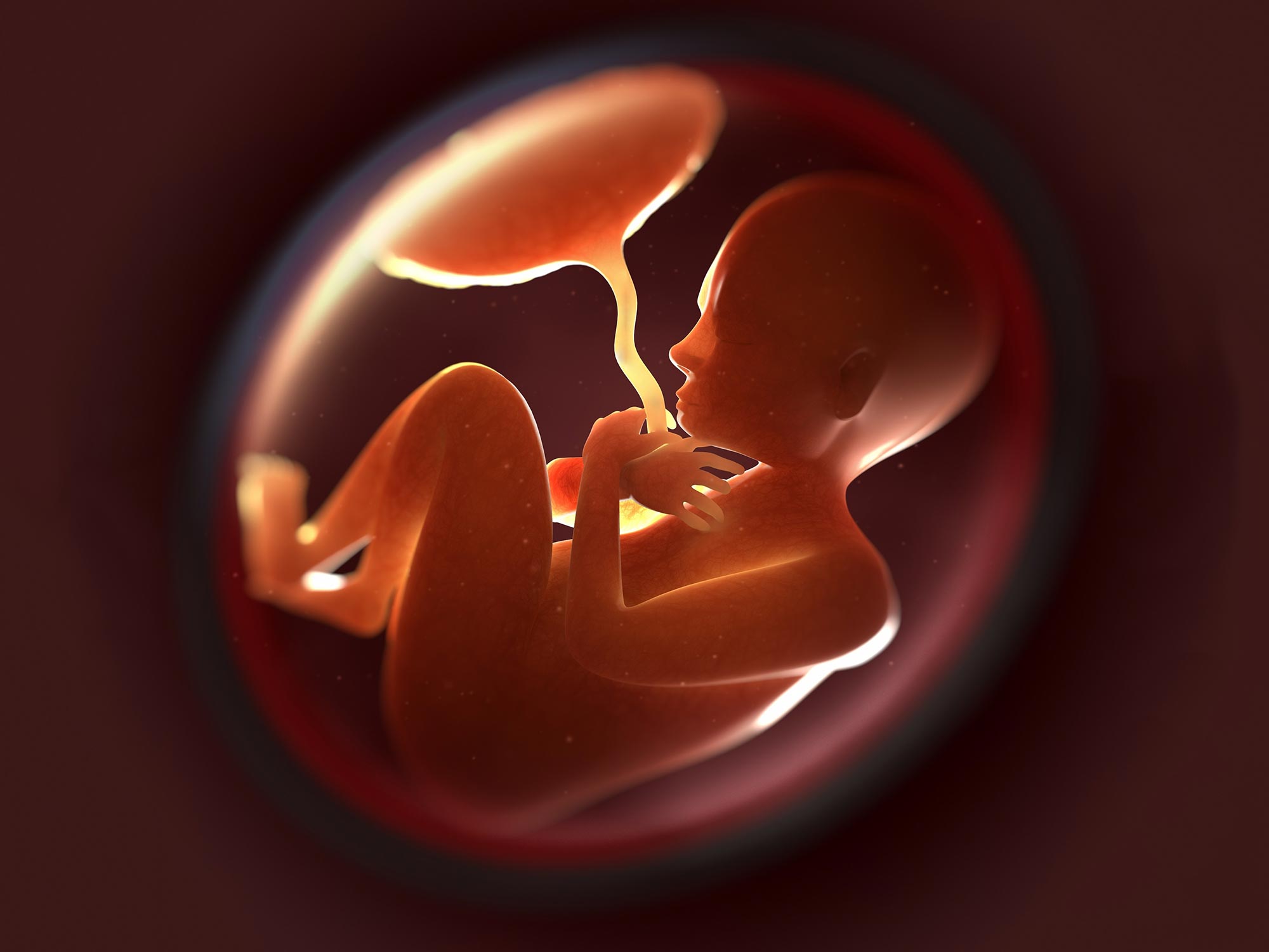Fetus in Womb
