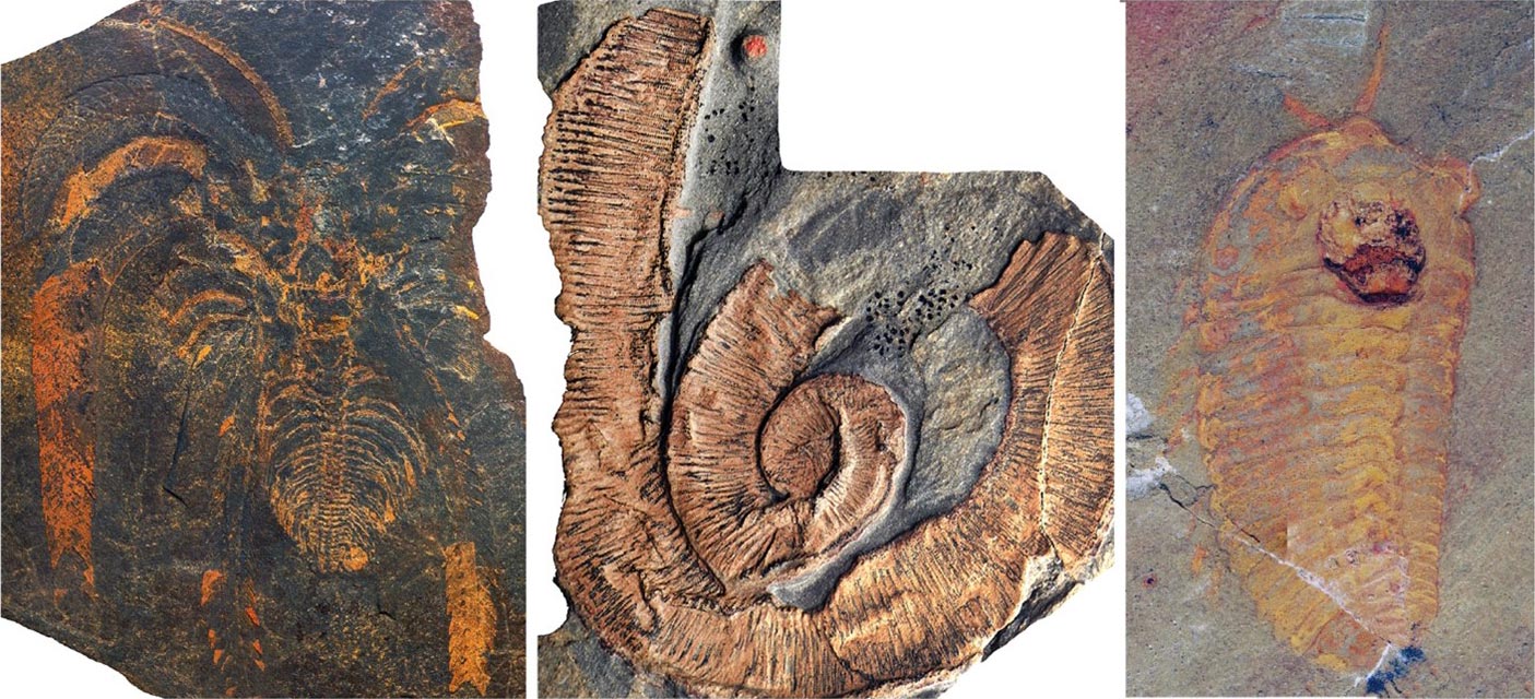El sitio fósil arroja luz sobre el dominio de los artrópodos hace 470 millones de años
