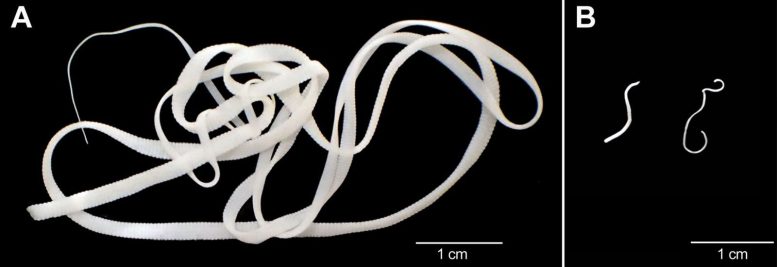 Fiber Rich vs. Low Fiber Hymenolepis diminuta