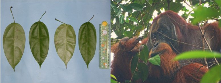 Fibraurea tinctoria Leaves and Rakus