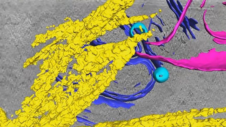 Fibrils Inside a Sperm Cell