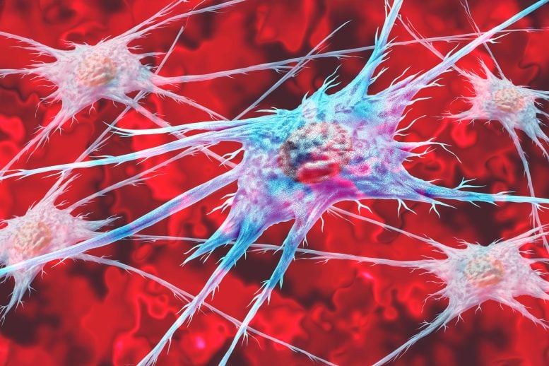 Fibroblast Cells Anatomical Structure