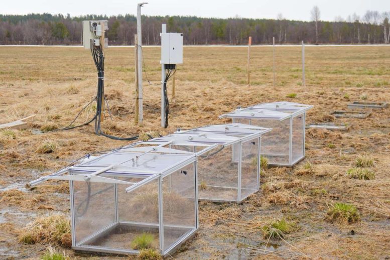 Field Experiment at NIBIO&rsquo;s Station at Svanhovd in the Pasvik Valley