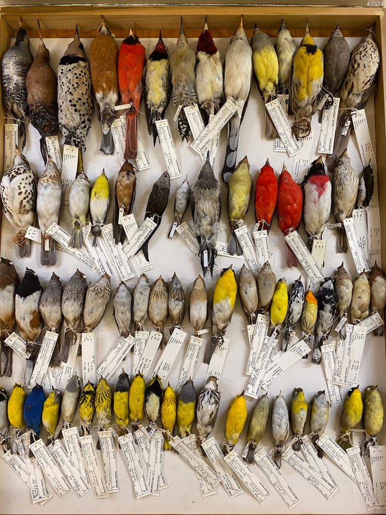 Field Museum Bird Collection