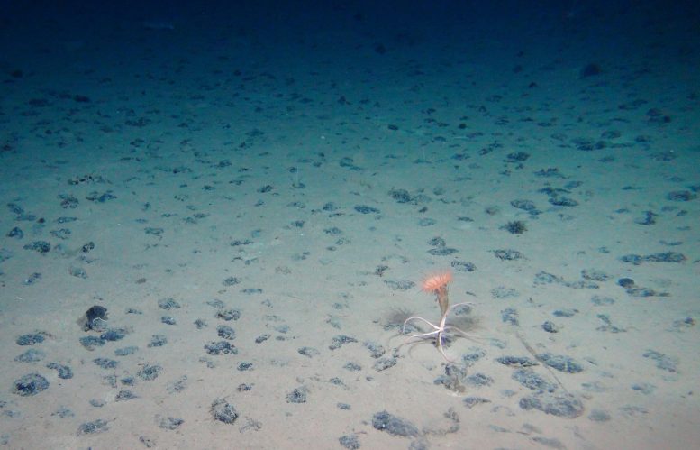 Field of Manganese Nodules on the Sea Floor