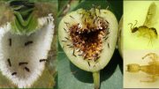 Figs and Fig Wasps