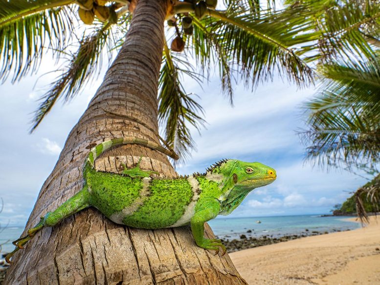 Fiji Iguana Brachylophus vitiensis