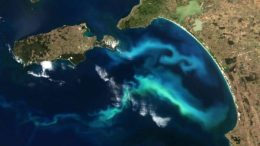 Filaments of Phytoplankton in Australia January 2024