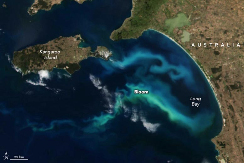 Filaments of Phytoplankton in Australia January 2024 Annotated