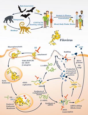 Researchers Zero In on Natural Products That Disrupt Lethal Viruses ...