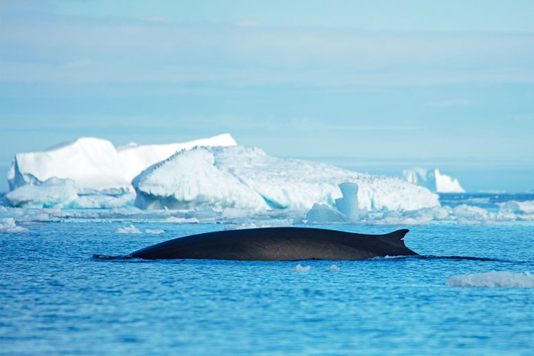 Fin Whale 1