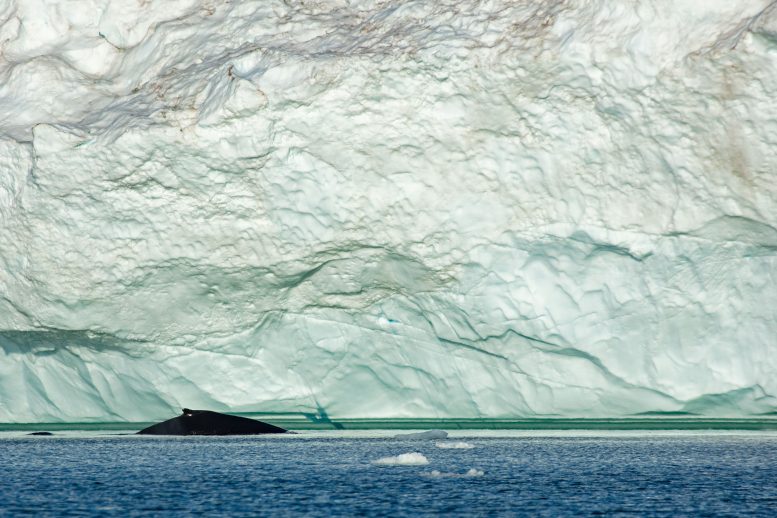 Fin Whale 3
