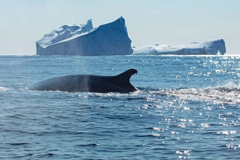 Fin Whale 4