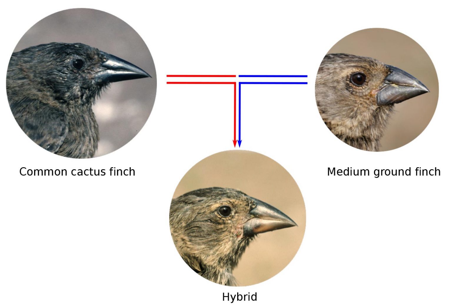 How Gene Flow Between Species Influenced The Evolution Of Darwin’s Finches