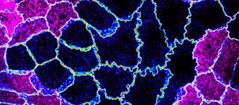 Fine Control of Cell Mechanics