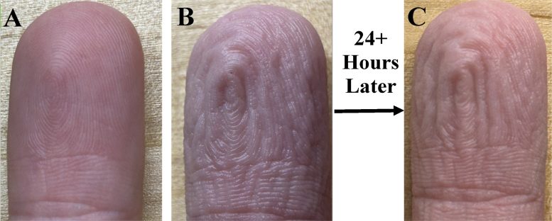 Finger Wrinkle Patterns Remain Consistent After Repeated Water Exposure, 24 Hours Apart