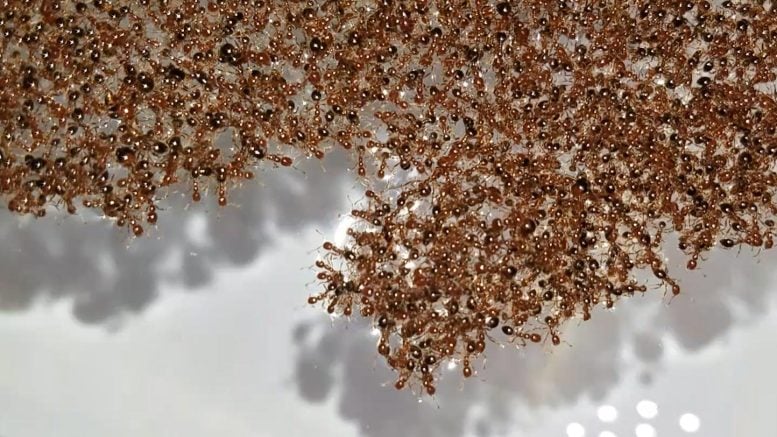 Fire Ant Raft Close Up