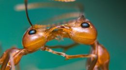 Fire Ants Close Up