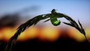 Fireflies Under Environmental Threat
