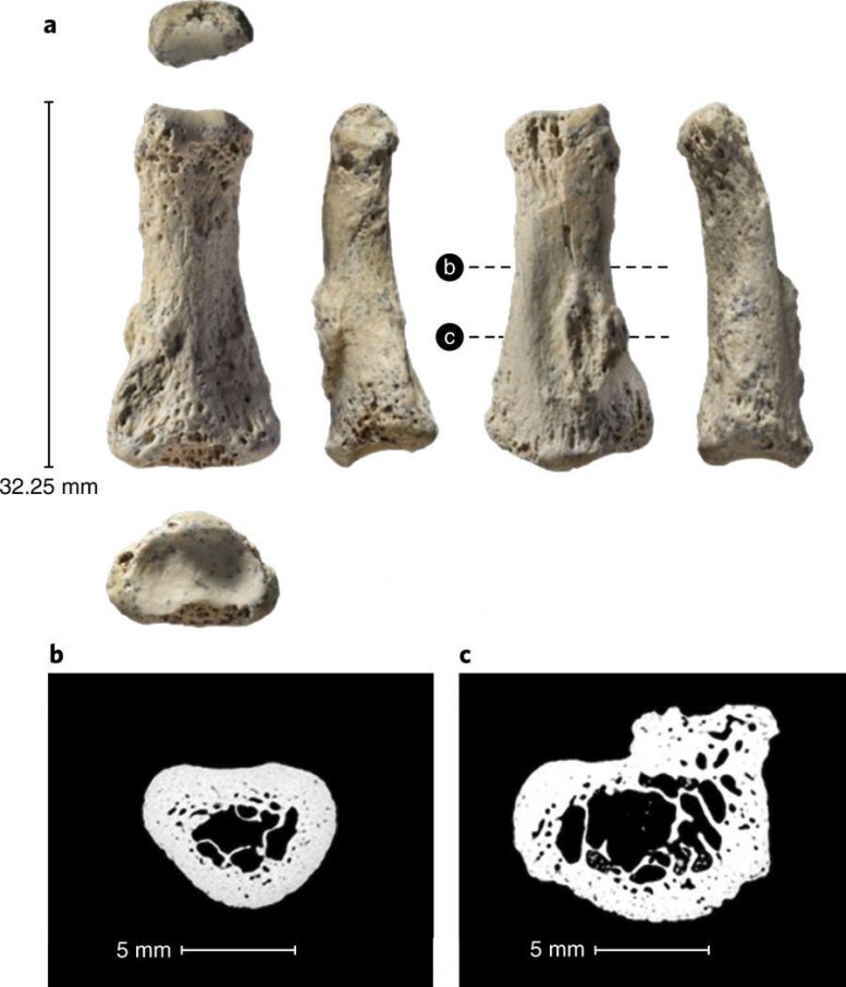 First Homo Sapiens Fossil in Saudi Arabia