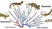 First Lizards and Snakes Evolved Slowly