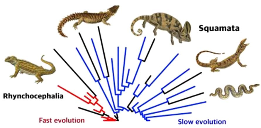 Fast Evolution Can Lead to Nowhere: Rapidly Evolving Species More Likely To  Go Extinct