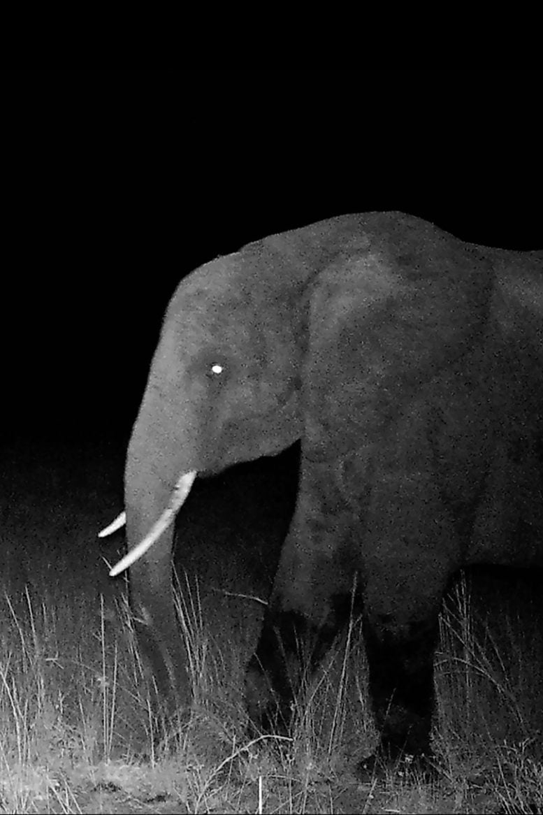 First Photo of a Ghost Elephant Captured by a Motion Controlled Camera