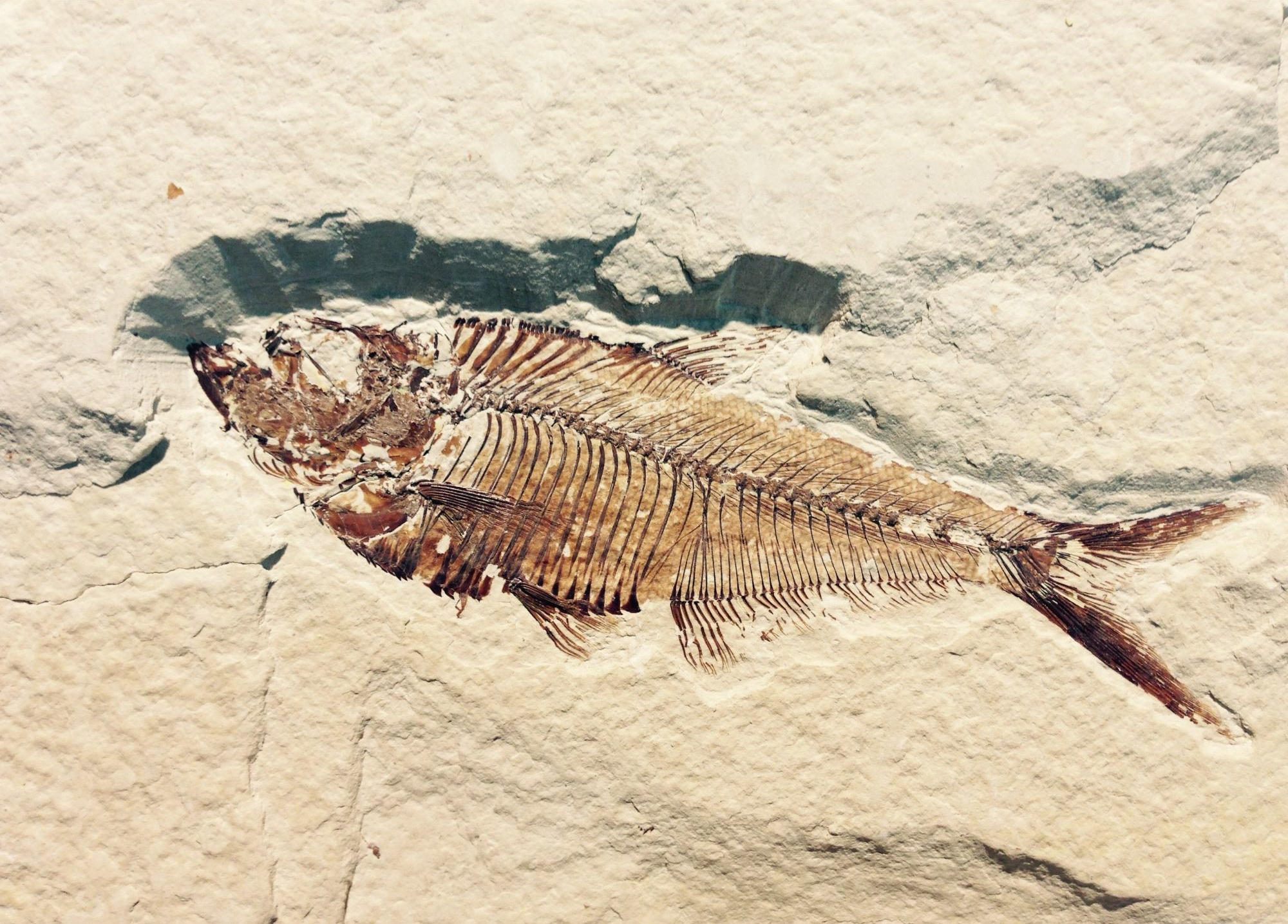 Fish Fossil