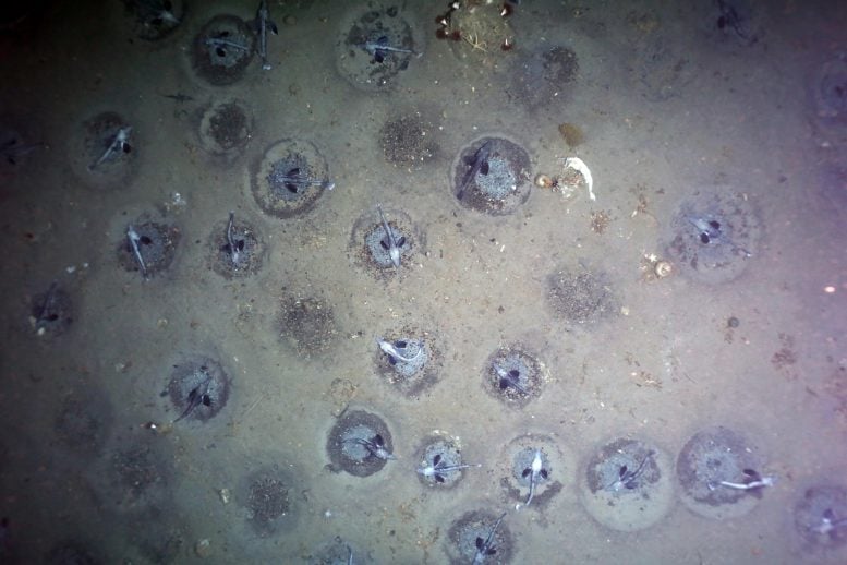 Fish nests in the Weddell Sea