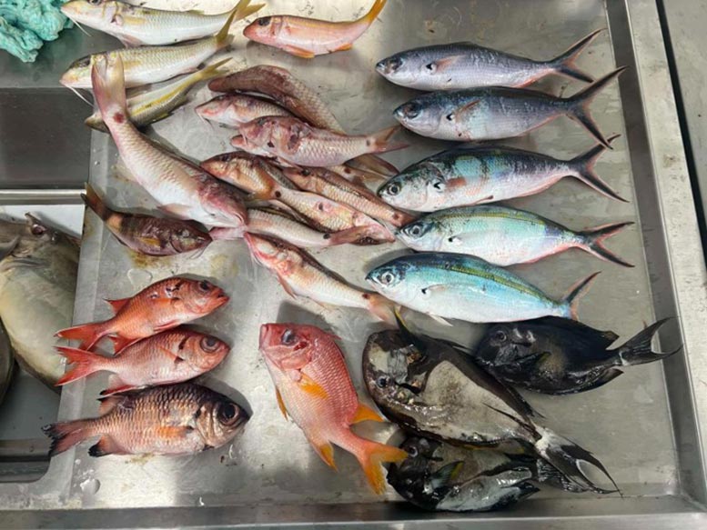 Fish Sample Collection in Funafuti, Tuvalu