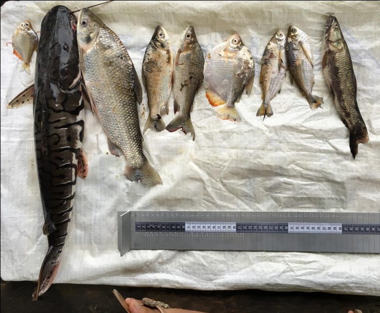 Fish Species Loreto Region