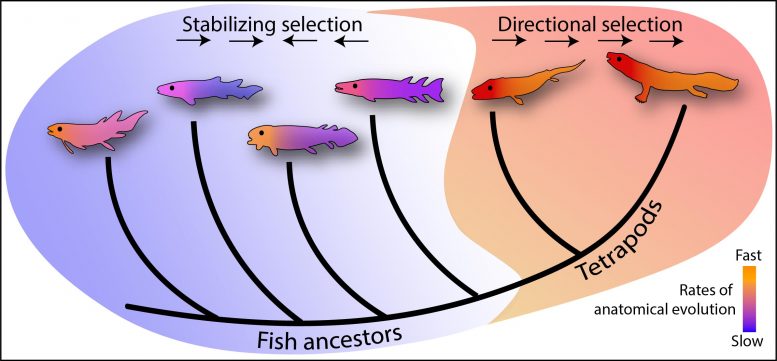 Fish-Tetrapod Transition Evolutionary Tree
