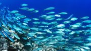 Fish in Coral Sea