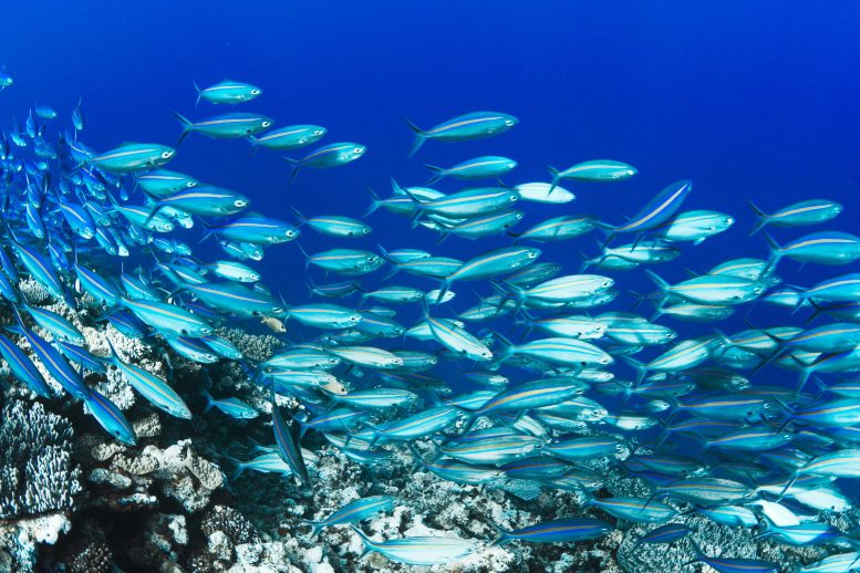 Fish in Coral Sea