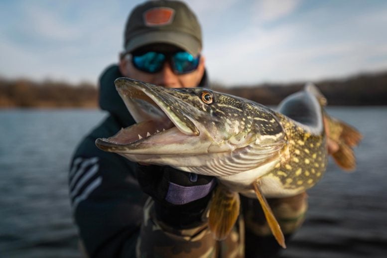 Warming Waters Are Supercharging an Invasive Predator in Alaska