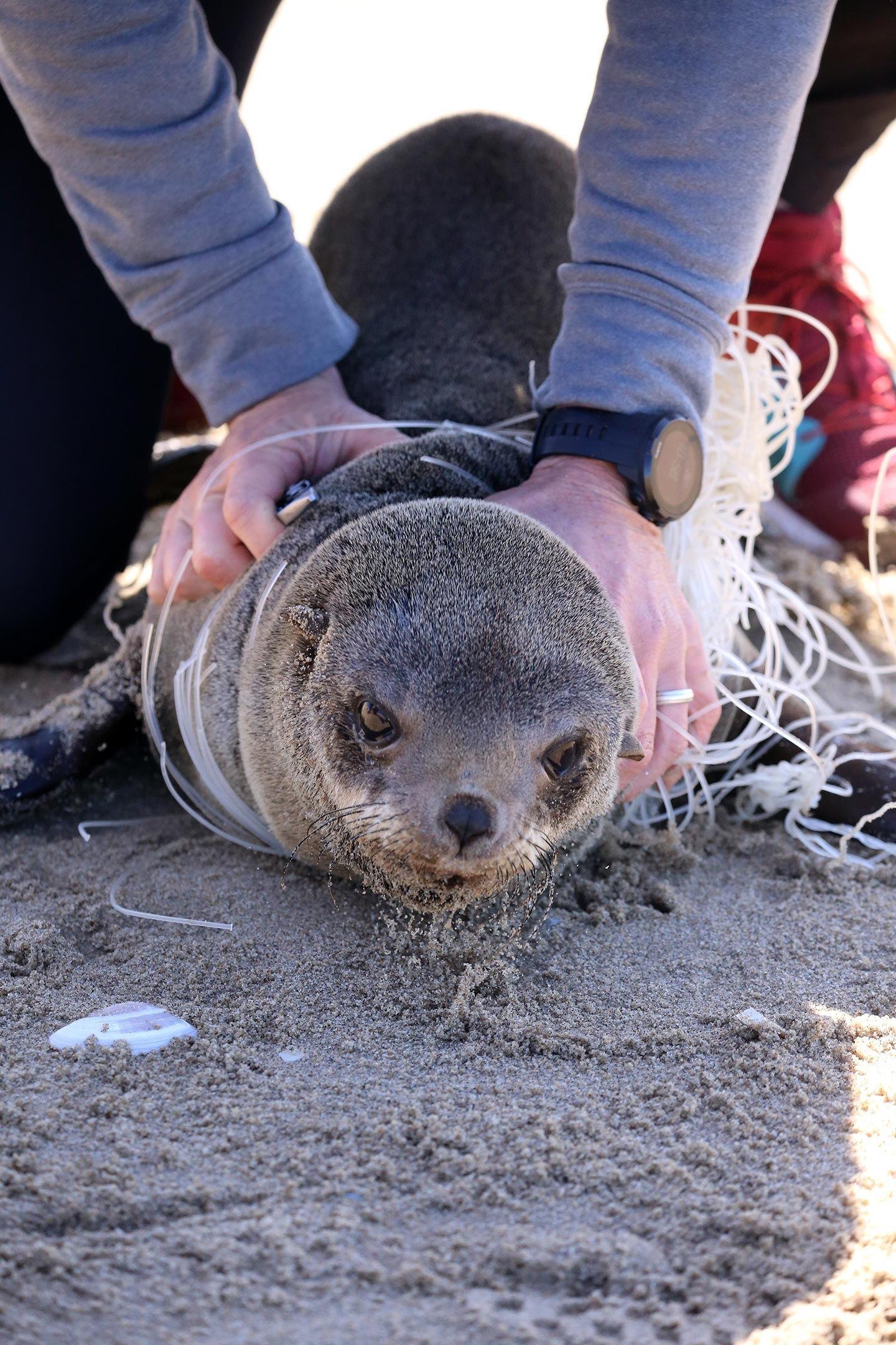 Hundreds of Cape Fur Seals Entangled in Fishing Lines and Nets Every Year –  Causing Horrific Injuries and Painful Deaths