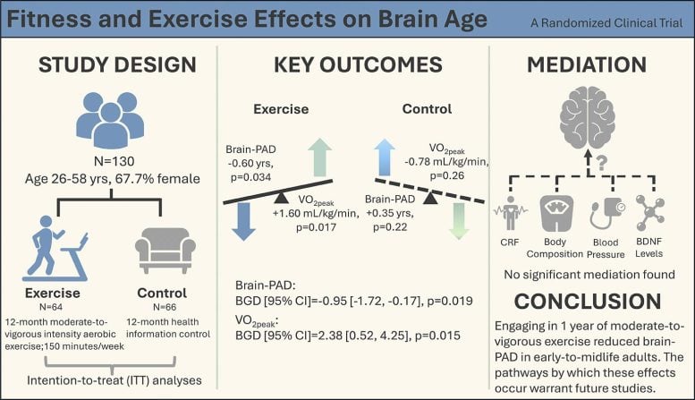 Fitness and Exercise Effects on Brain Age