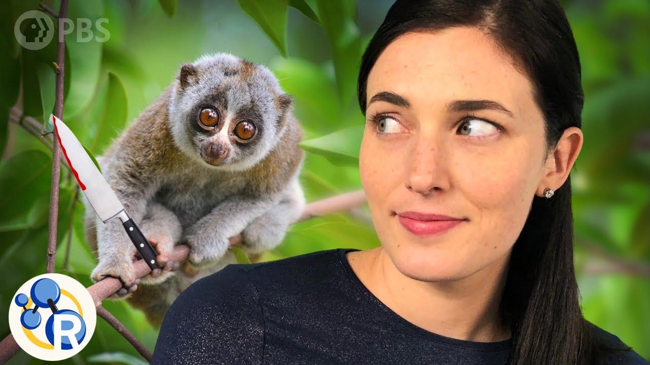 Five Adorable Animals That Can Kill You [Video]