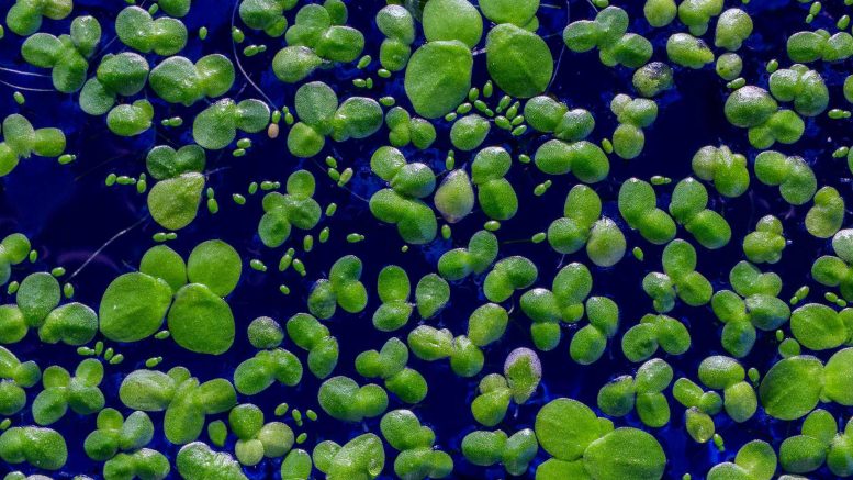 Five Species of Duckweed
