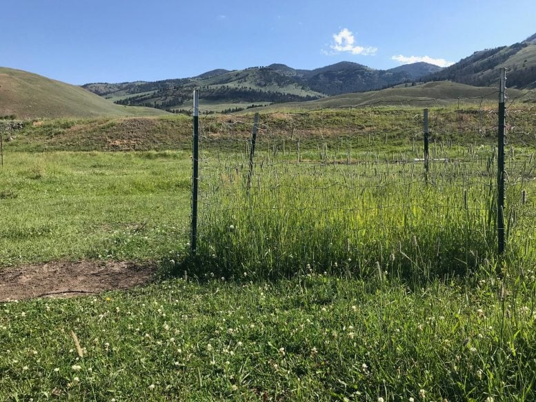 Fixed Exclosure Mid Summer